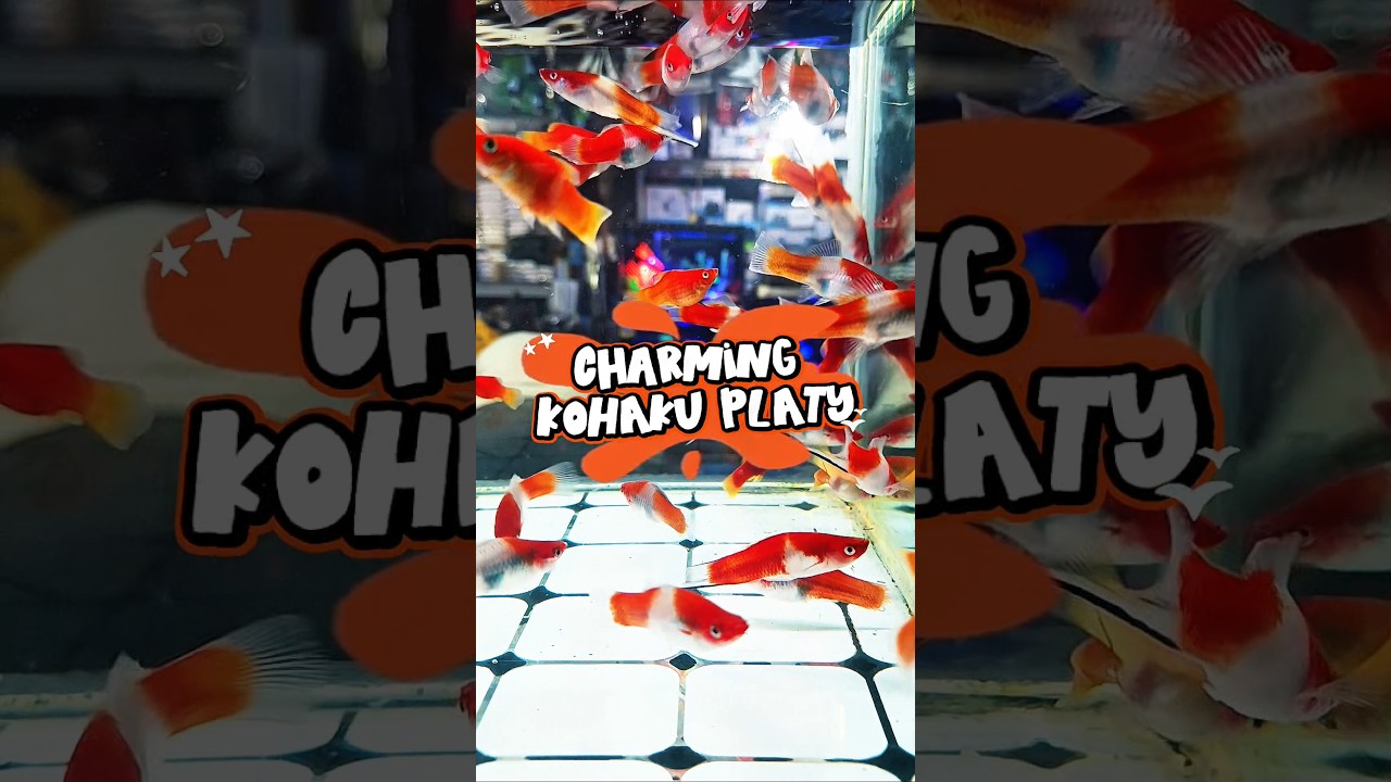 Charming Kohaku Platy #platy #ikanhias #aquariumfish #ikanplaty