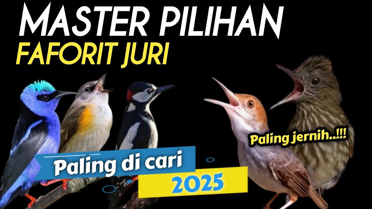 DAHSYAT‼️RAJA MASTER FULL T&euro;MB4K4N KASAR PALING D CARI