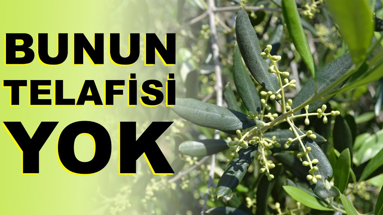 Zeytinde Çiçekten Önce Son Uygulama || Pamuklu Bit || Zeytinde Malç ve Toprak İşleme