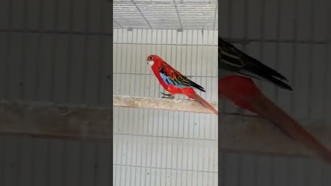 Red Rosella 