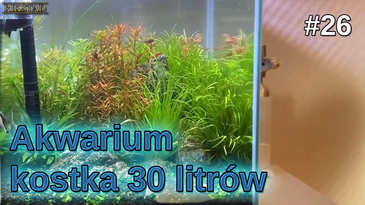 26 - Akwarium 30l kostka - tydzień 26 - Krasnale wracają 😡 🤬