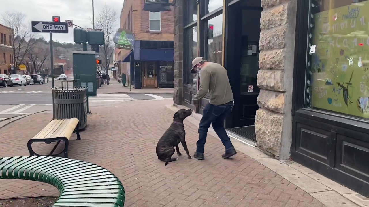 Luna | 1 year old Pitbull Catahoula Mix | Best Pitbull Transformation