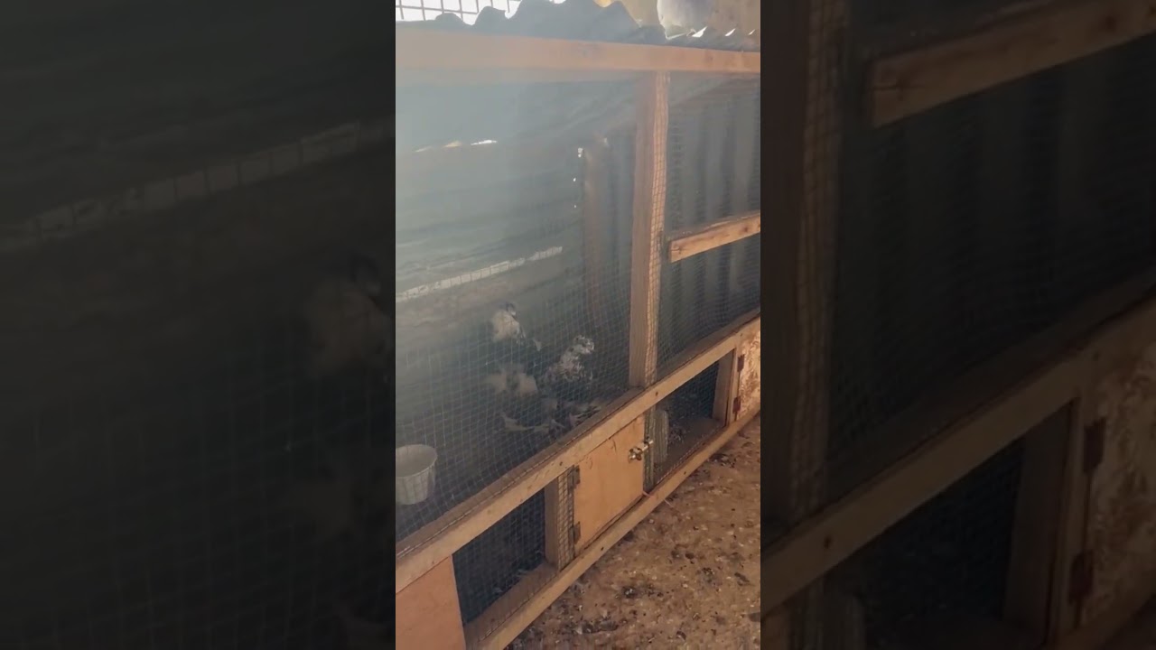 #pigeon #kabutarkabutar #pigeonfancier #pomeranianpouter