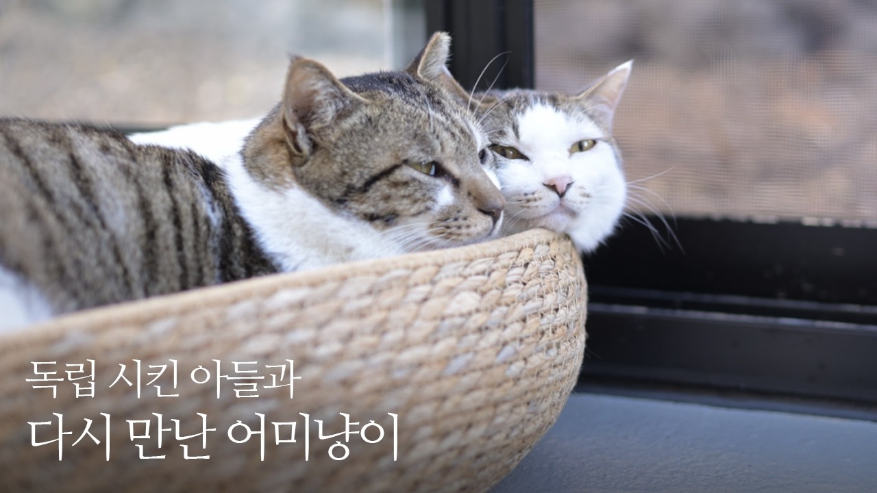 다시 캥거루족이 된 아들 고양이