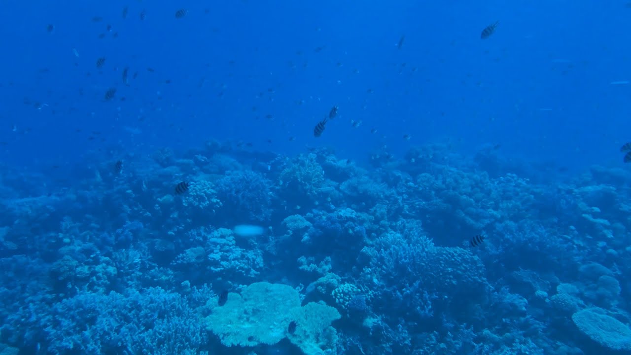 Swimming & Snorkeling With Sea Turtles In Tenerife Spain