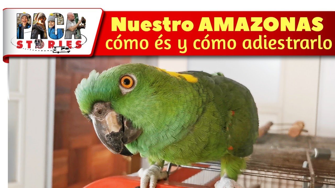 🐦❤ MELÓN - Nuestro LORO AMAZONAS [Cómo és y trucos para adiestrarlo]