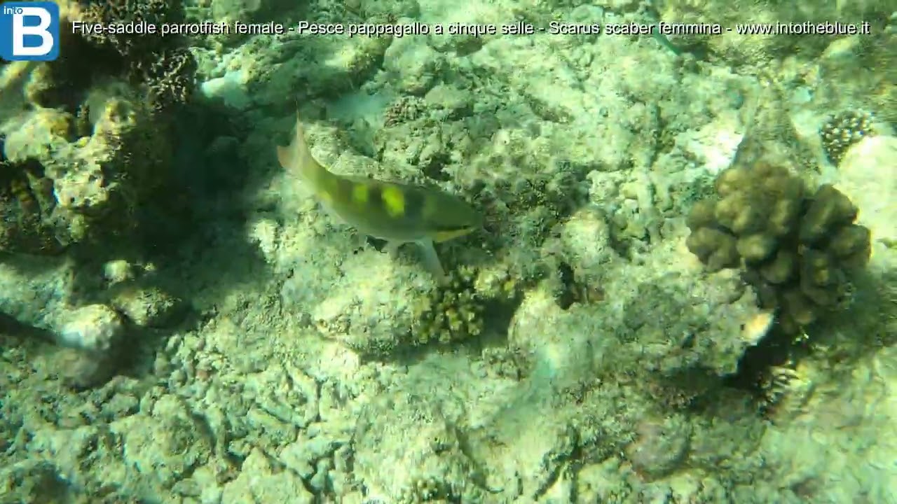 Five-saddle parrotfish female - Pesce pappagallo a cinque selle - Scarus scaber - intotheblue.it
