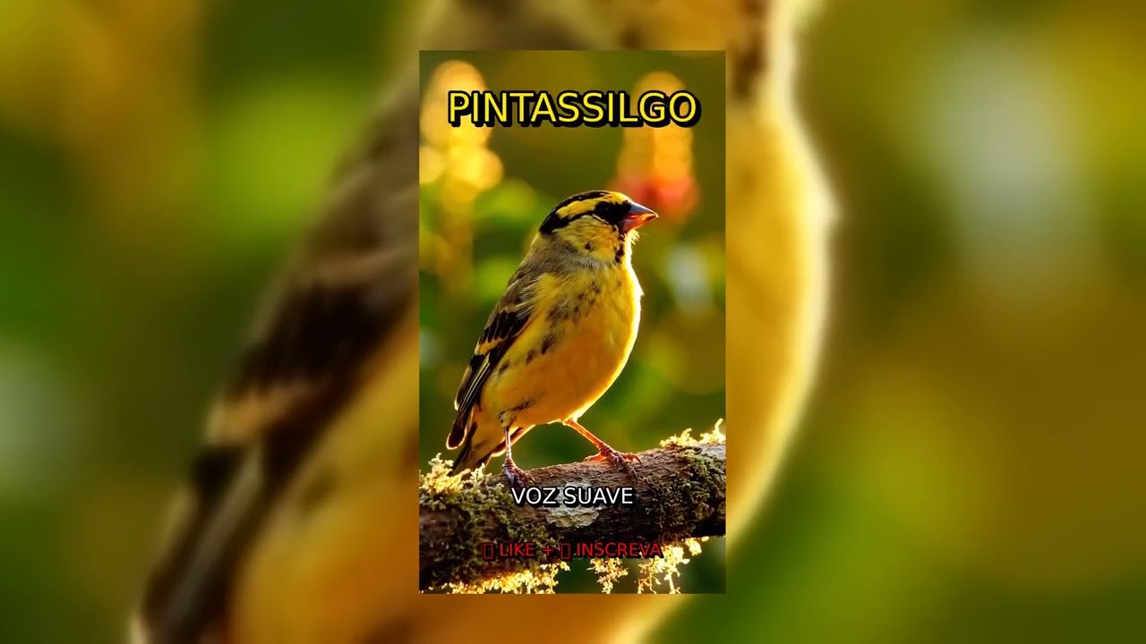 Canto do Pintassilgo - 2H para Esquentar e Relaxar em 4K