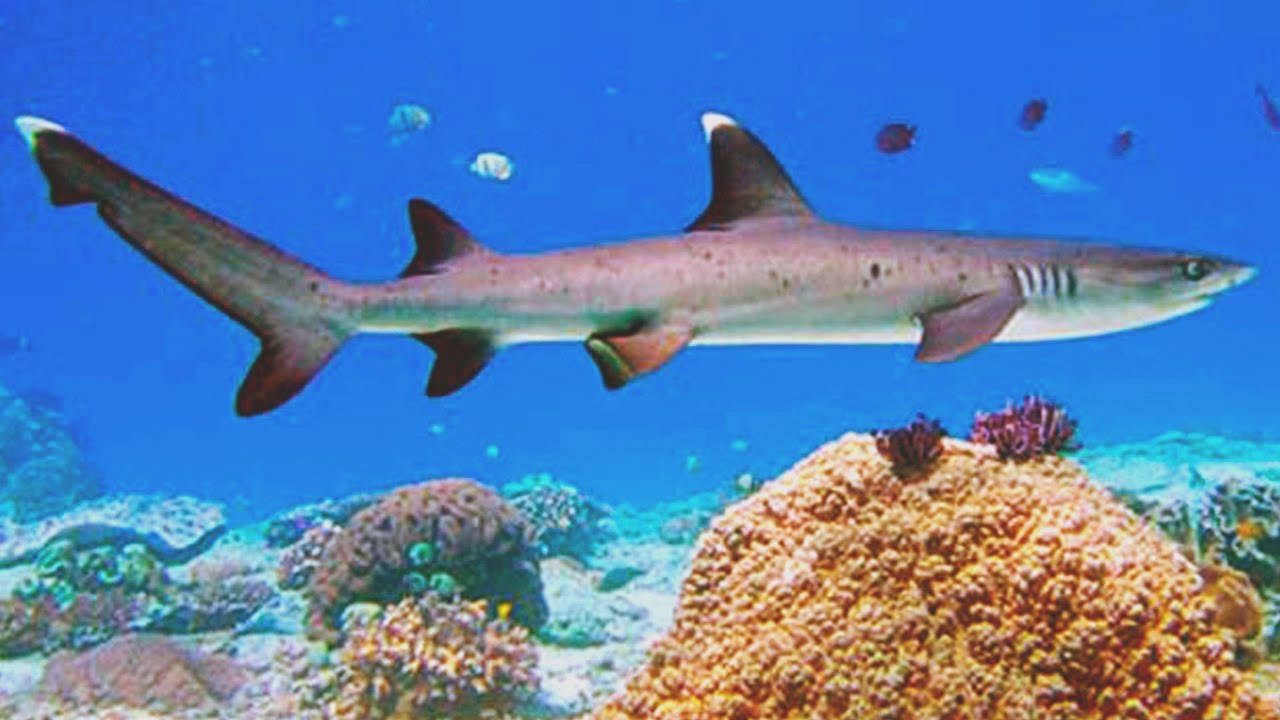 Whitetip Reef Shark (Harmless but May Bite if Harassed)