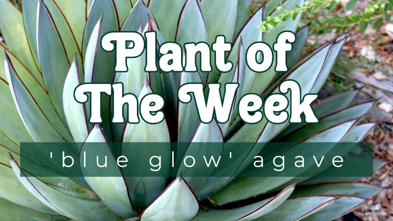 PLANT OF THE WEEK | 'BLUE GLOW' AGAVE