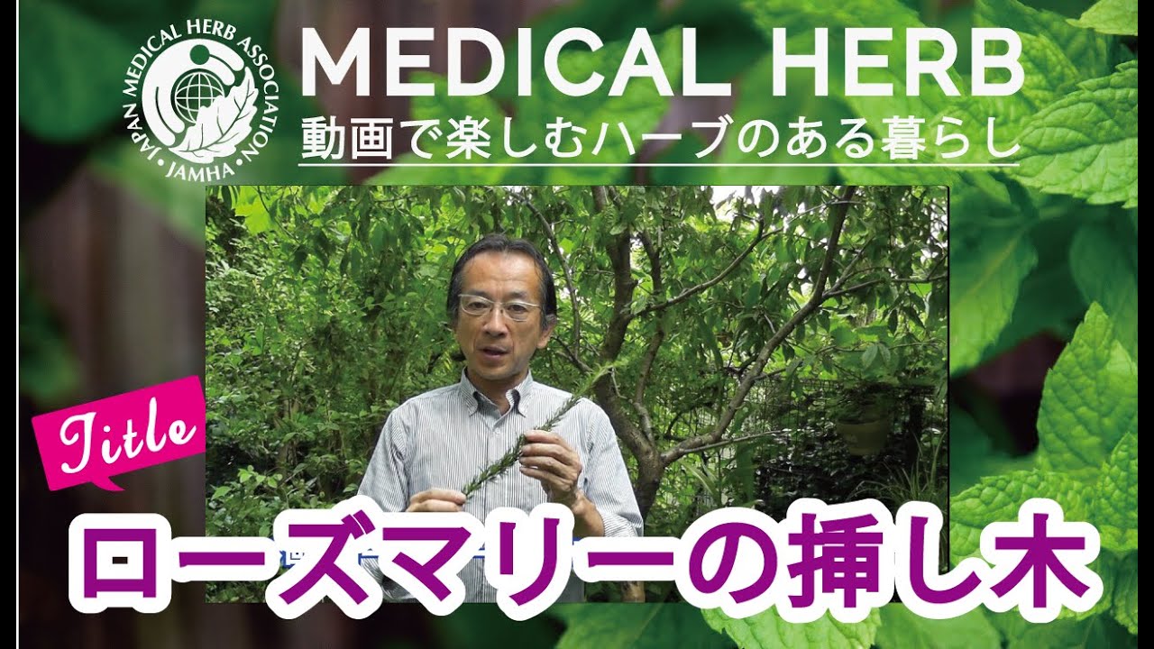 ローズマリーの挿木（木本類）について