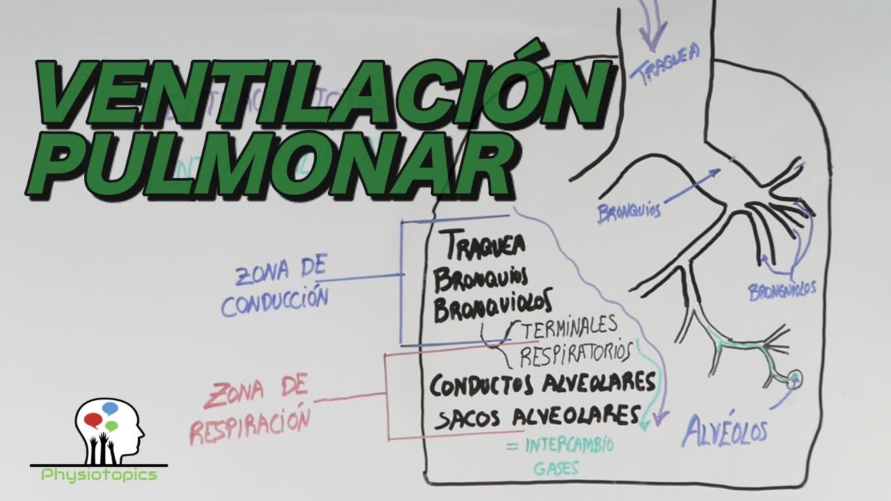Volúmenes pulmonares - ¿Cuánto aire respiramos por minuto?
