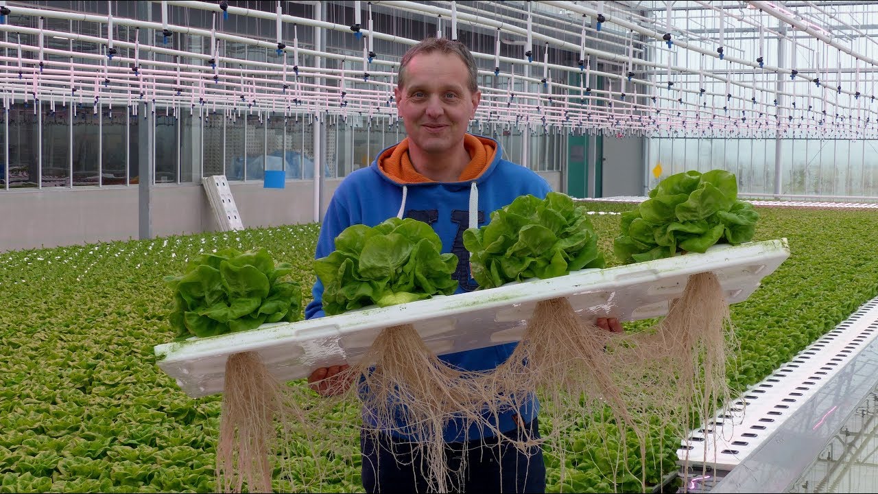 Jan Varekamp Tuinderij teelt groente op waterbasis / Tinte 2018