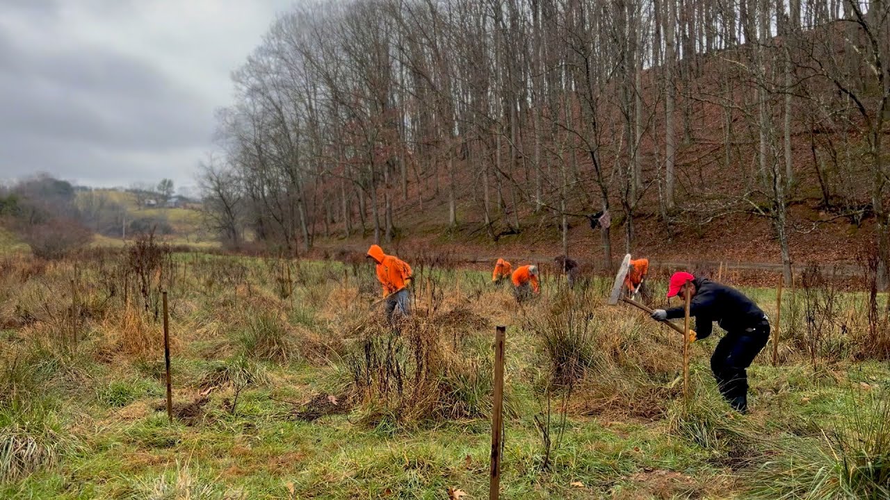We’re restoring a forest and returning the American chestnut tree to our land.