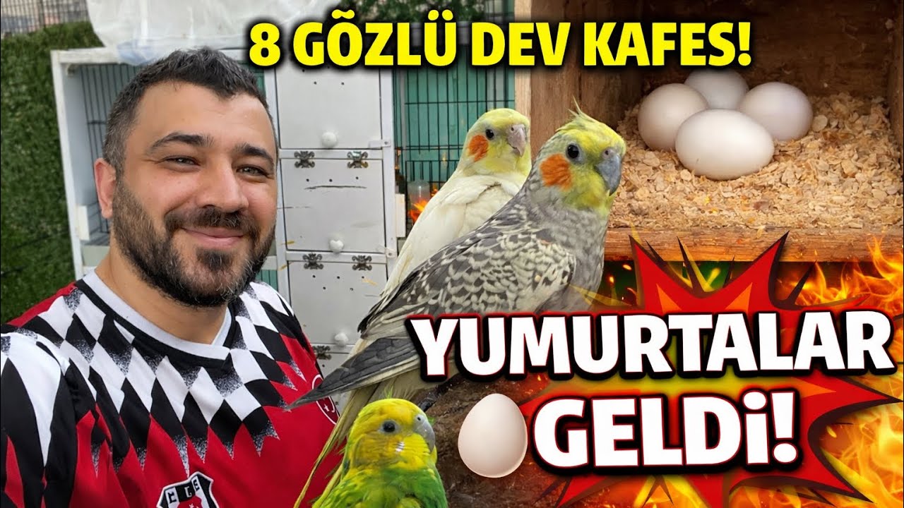8 Gözlü Dev Üretim Kafesi Kurduk! Sultan Papağanı ve Muhabbet Kuşlarında İlk Yumurtalar 🥚🔥
