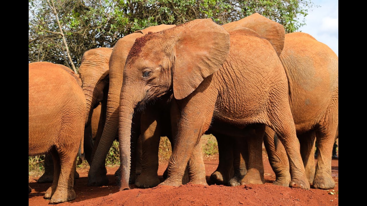 MTETO'S RESCUE | Sheldrick Trust