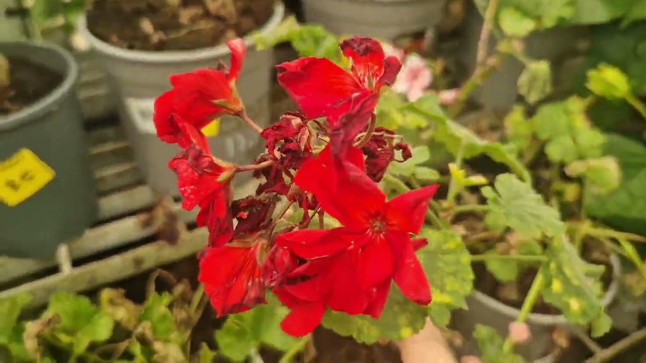 Ogródek w Auckland, New Zealand plants for gardening #garden #plants #kwiaty #sadzonki #ogród #vlog 