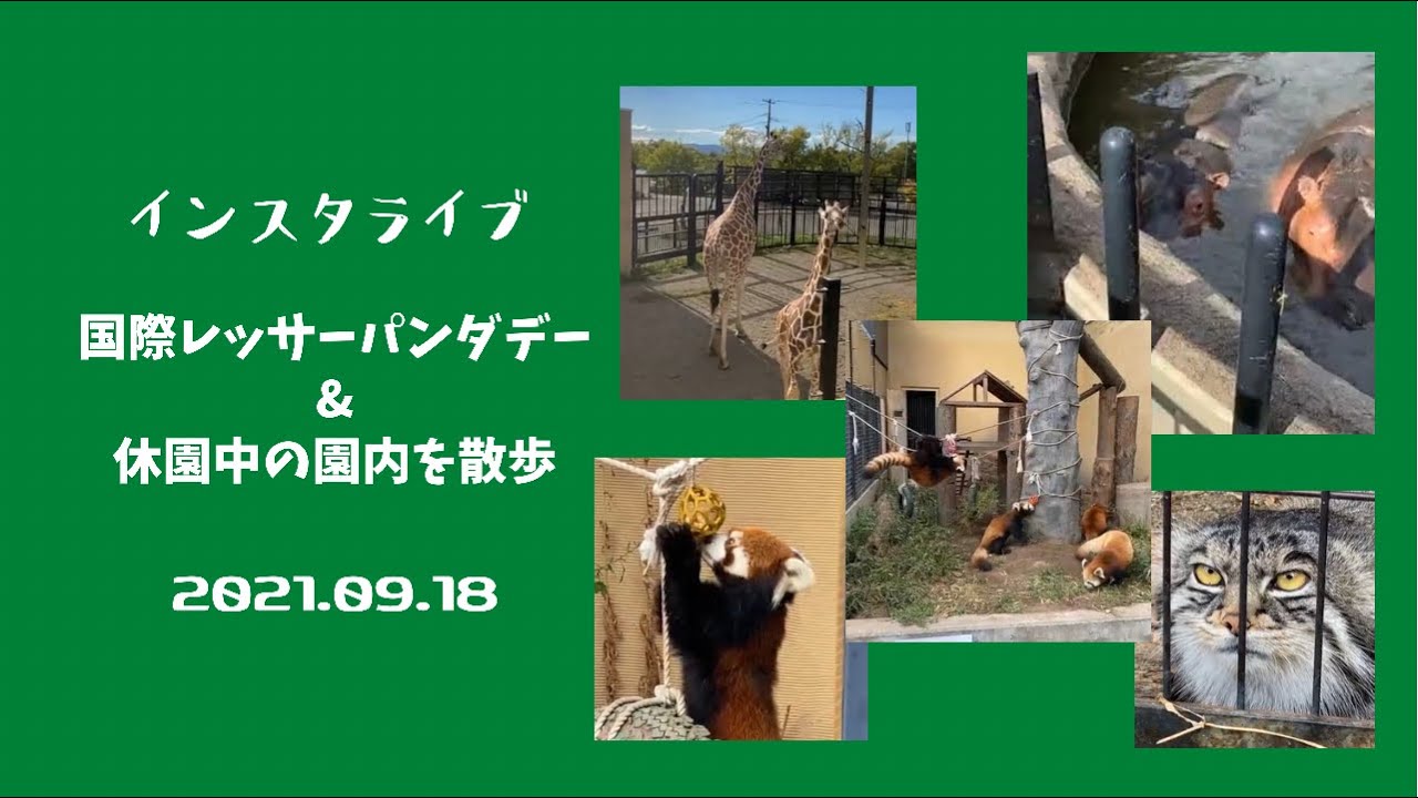 2021年9月18日インスタライブ 国際レッサーパンダデーと休園中の園内を散歩