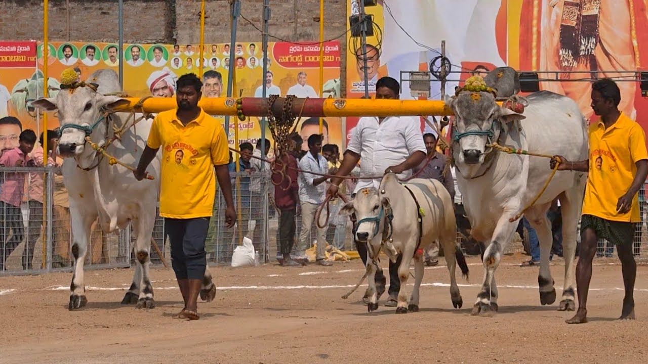 2026-చిలకలూరిపేట.6పళ్ళు.8వ జత.శ్రీ అనంతనేని శ్రీ కావ్య శ్రీ మధు గారు యనమలకుదురు గ్రామం కృష్ణా జిల్లా