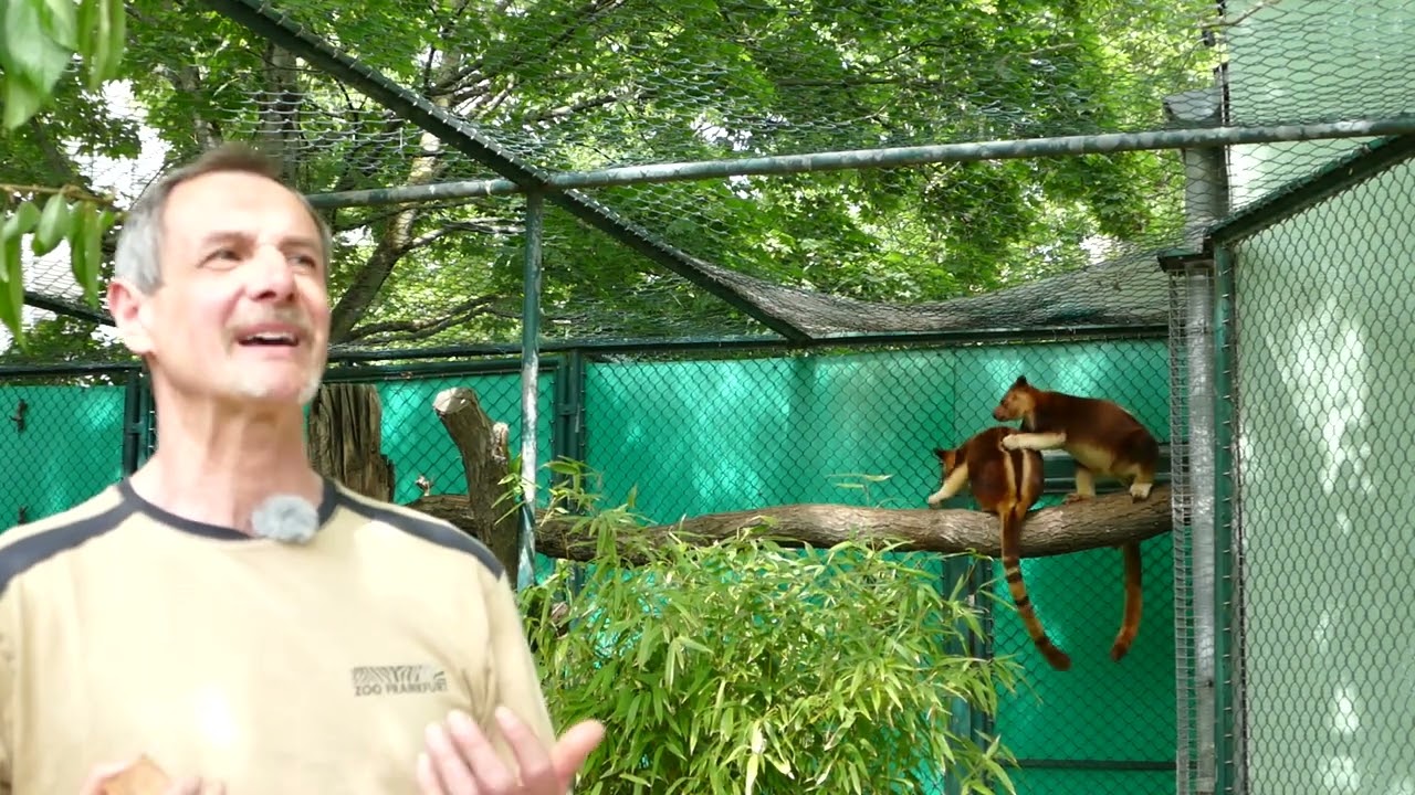 Ein Besuch bei unseren Baumkängurus