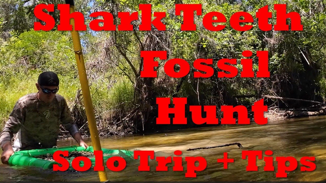 Fossil Hunting for Shark Teeth in a Peace River Creek | Solo Adventure + Tips!