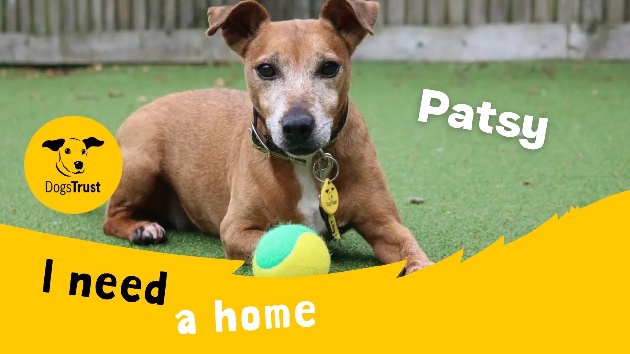 Patsy the terrific Jack Russell Terrier | Dogs Trust Glasgow