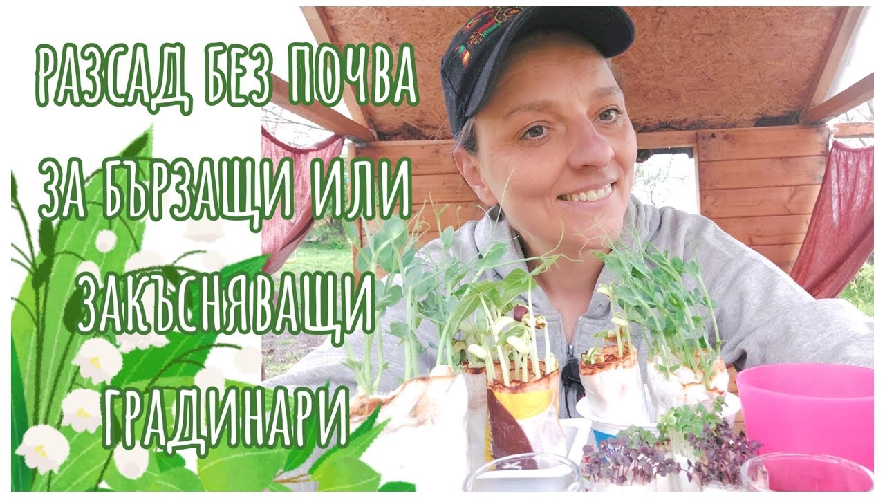 Ускорен разсад БЕЗ почва на някои култури в градината. За бързо, контролируемо поникване на семената