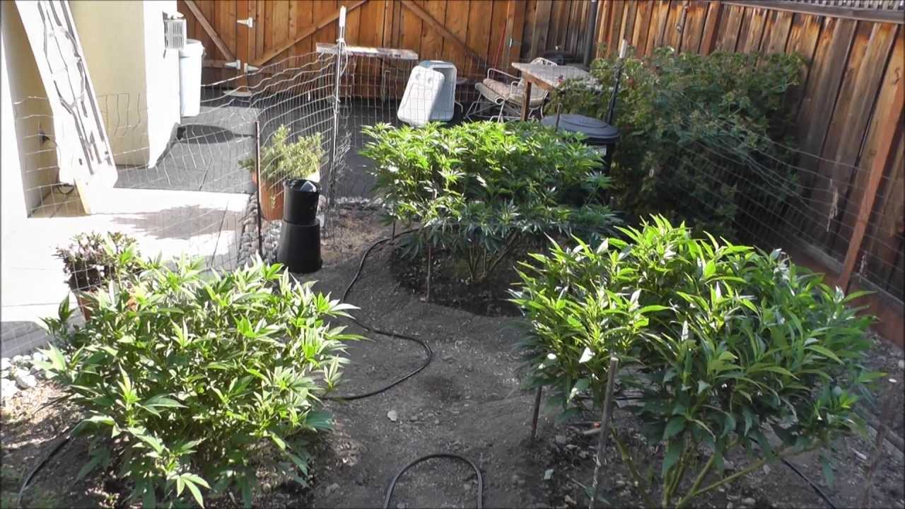 The Budologist420's 2013 Outdoor Organic Medical Grow 7/5/13