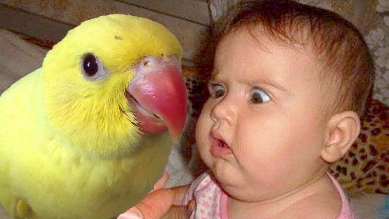 Cute Baby Playing with Parrot and Cockatoo - Funny Baby and Bird Compilation