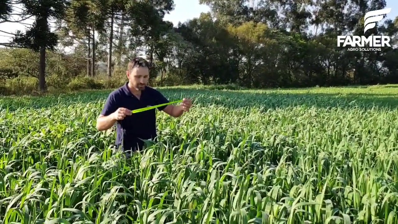 Aveia Branca PGG Milton - Pastejo e Fenação - Farmer Agro