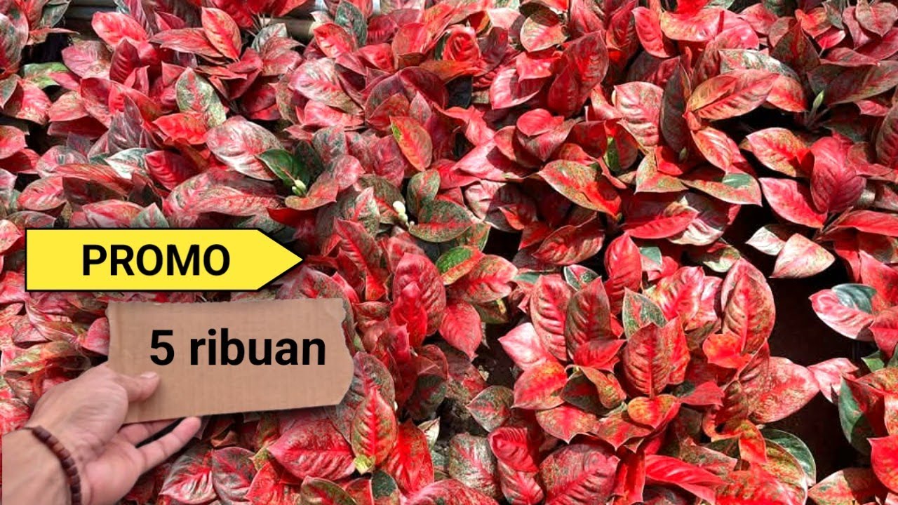 Tanaman Hias Aglonema Murah