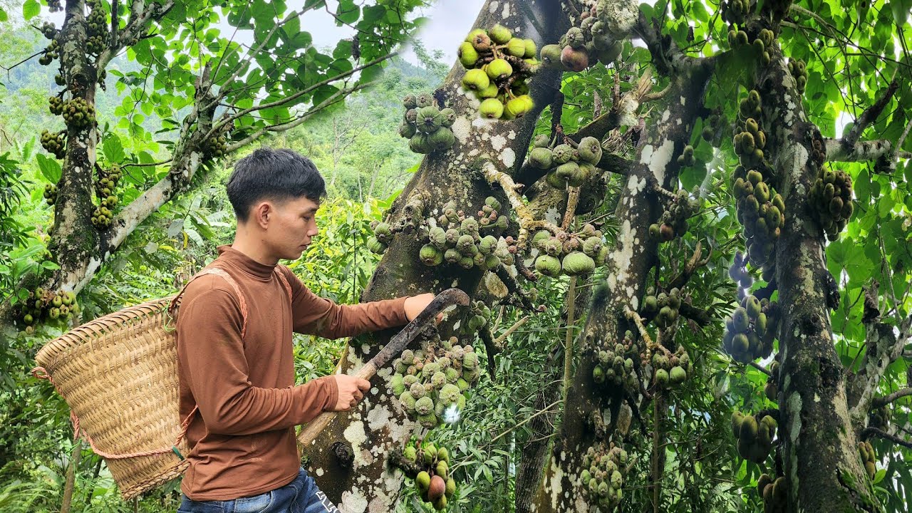 Triệu Văn Tính reveals the best harvesting technique for GIANT figs