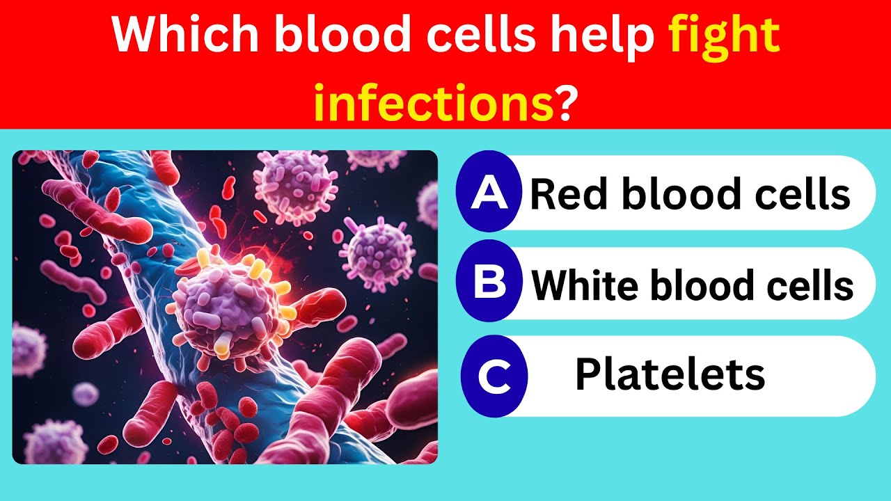 Anatomy & Human Body Quiz &ndash; Test Your Biology Knowledge!
