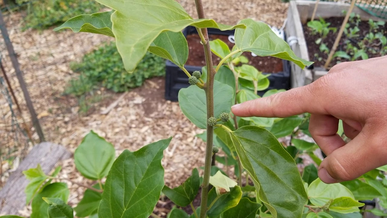 Che (Chinese watermelon berry) flowers