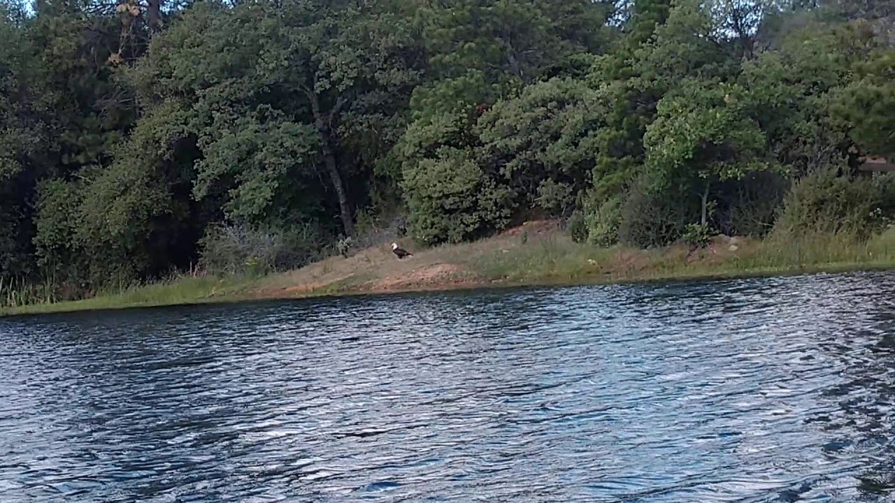 Bald eagle lake finnon