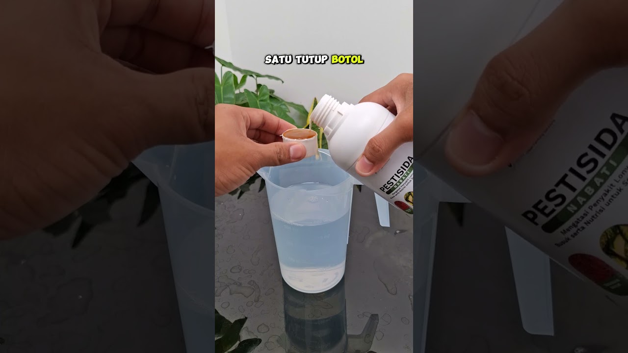 SABUN CUCI PIRING DAN TAMBAHAN PESTISIDA NABATI  #pestisida #pembasmihama #sabun #kutuputih #organik