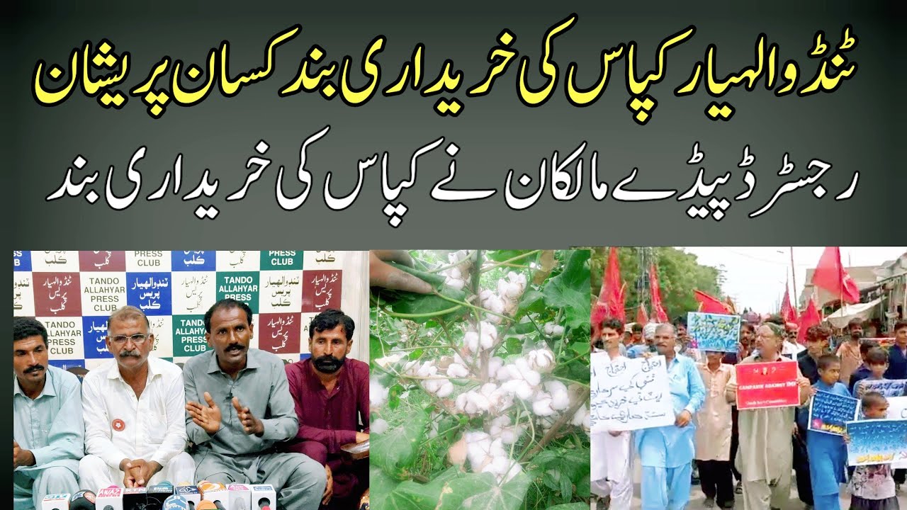 Unprecedented Farmers' Protest: Cotton Purchase Halted in Tandoallahyar #AzOfficalSindh #Sindh
