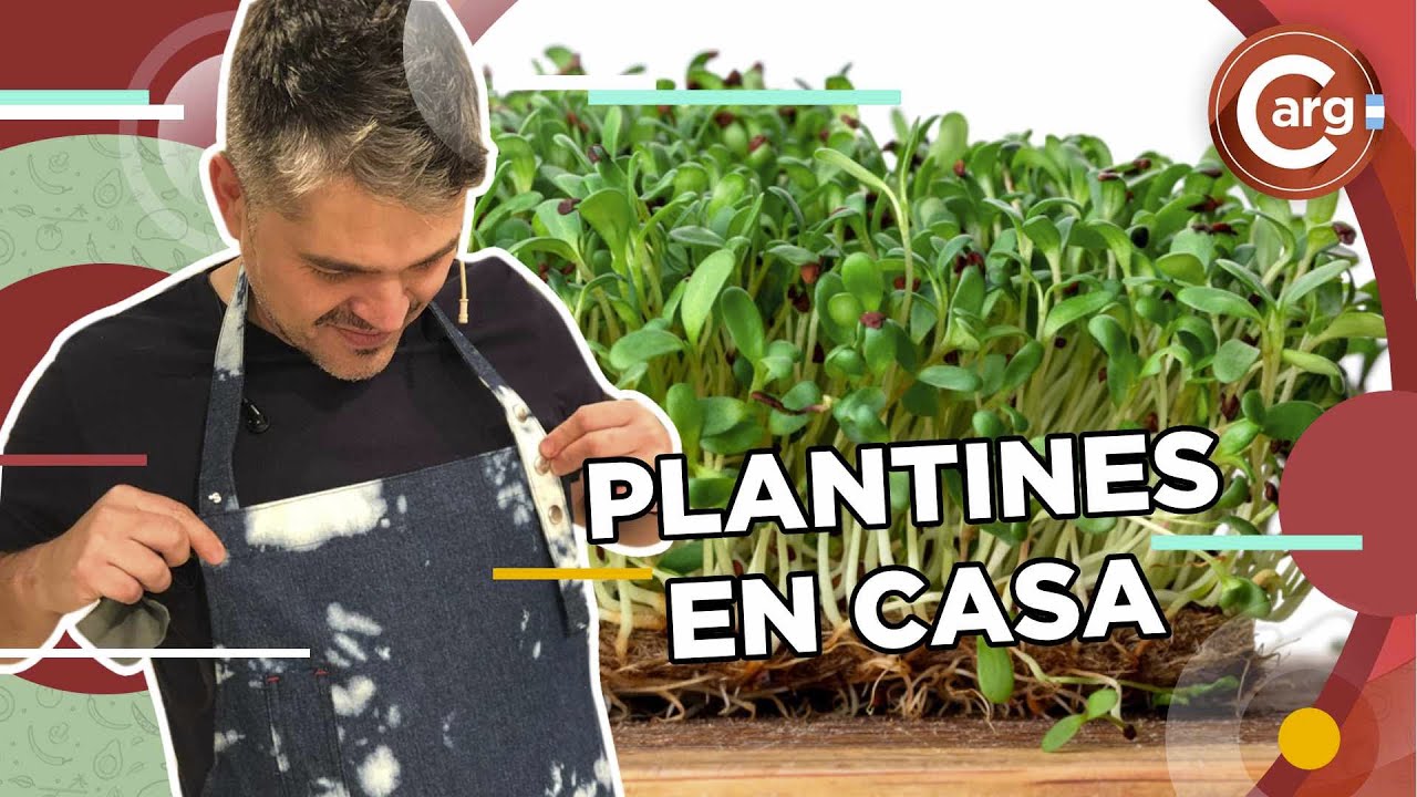 CÓMO HACER PLANTINES EN CASA