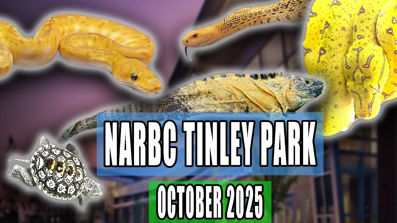 Выставка рептилий в парке Тинли, октябрь 2025 г.