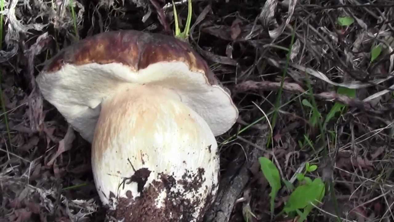Lo sbarco dei porcini neri..2 parte