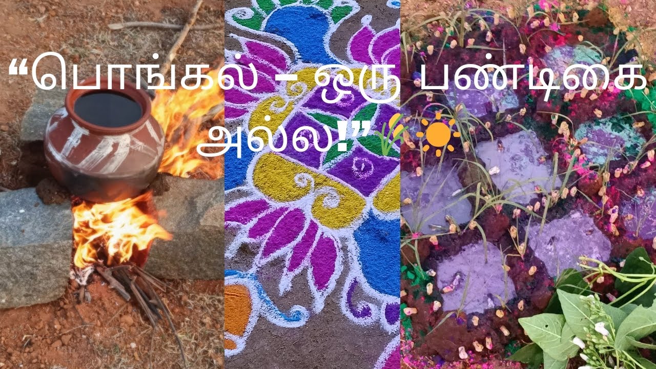 பொங்கல் ஏன் தமிழர்களின் தனிப்பெரும் திருநாள்?உண்மை இதுதான். #pongalfestival#villagelife#tamilculture