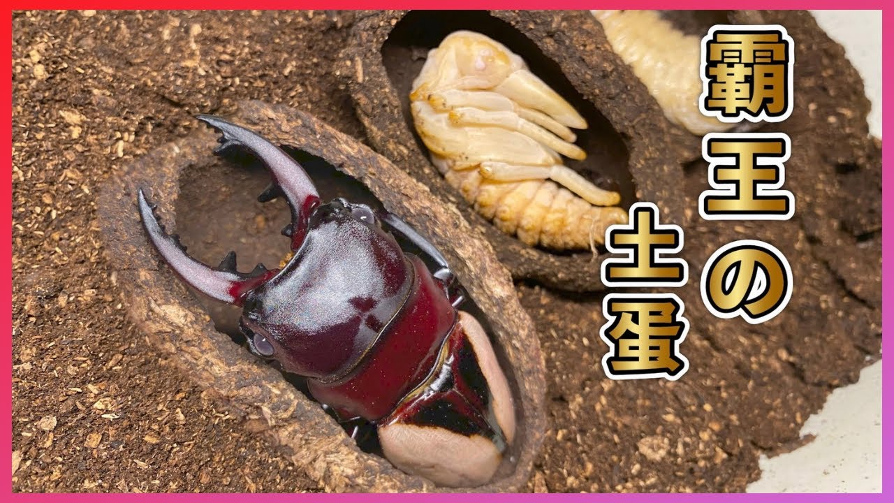 【霸王の土蛋】鬼艷一生的全階段？