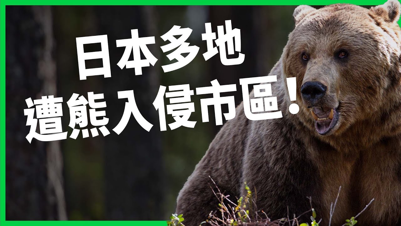 日本多地遭熊入侵市區！氣候異常逼熊下山、把人當獵物？ 日本修法放寬緊急獵殺卻炎上？  【TODAY 看世界】