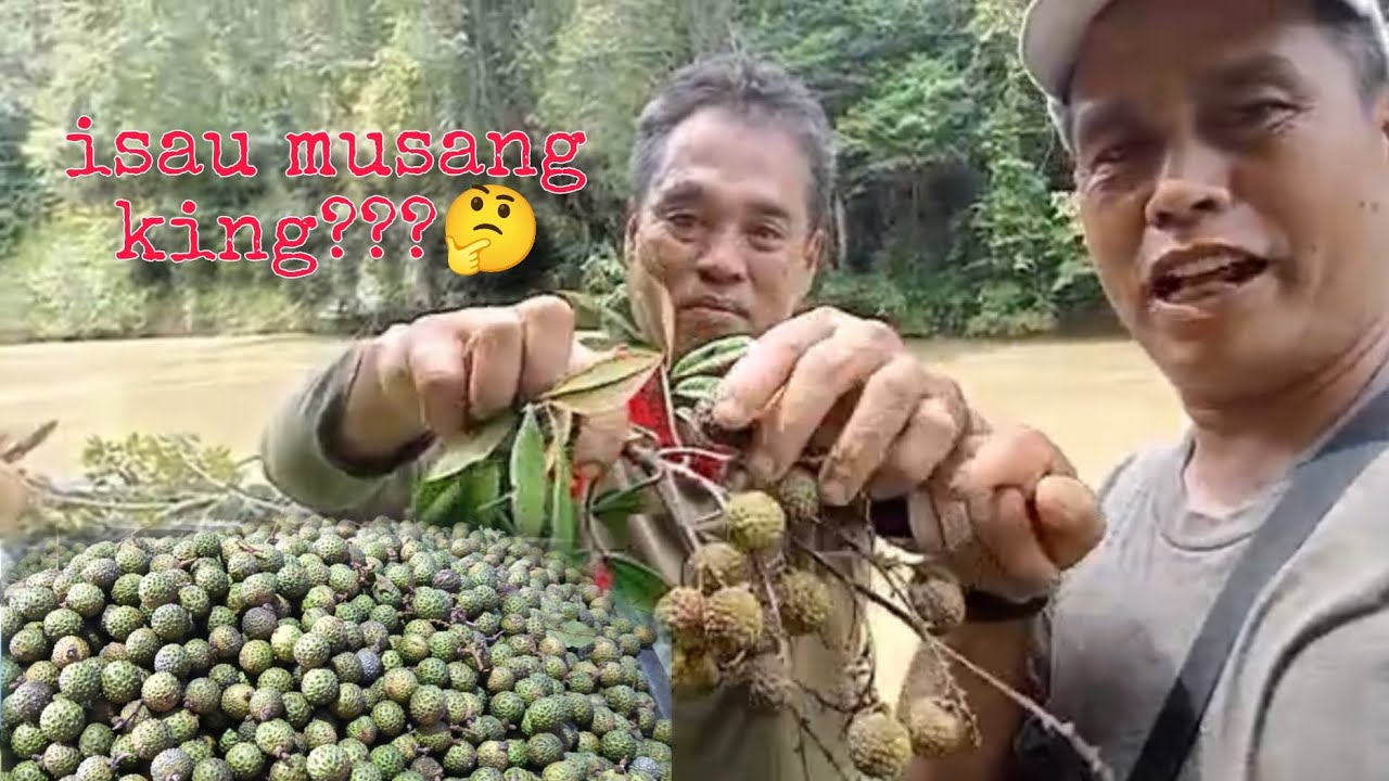 Berpesta sakan bila memetik Buah Isau/ Buah Tempatan...