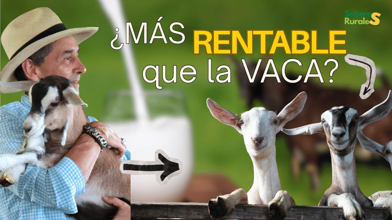 Proyecto Caprino Exitoso: Razas, Cuidados y C&oacute;mo Facturar con su Leche - Saberes Rurales