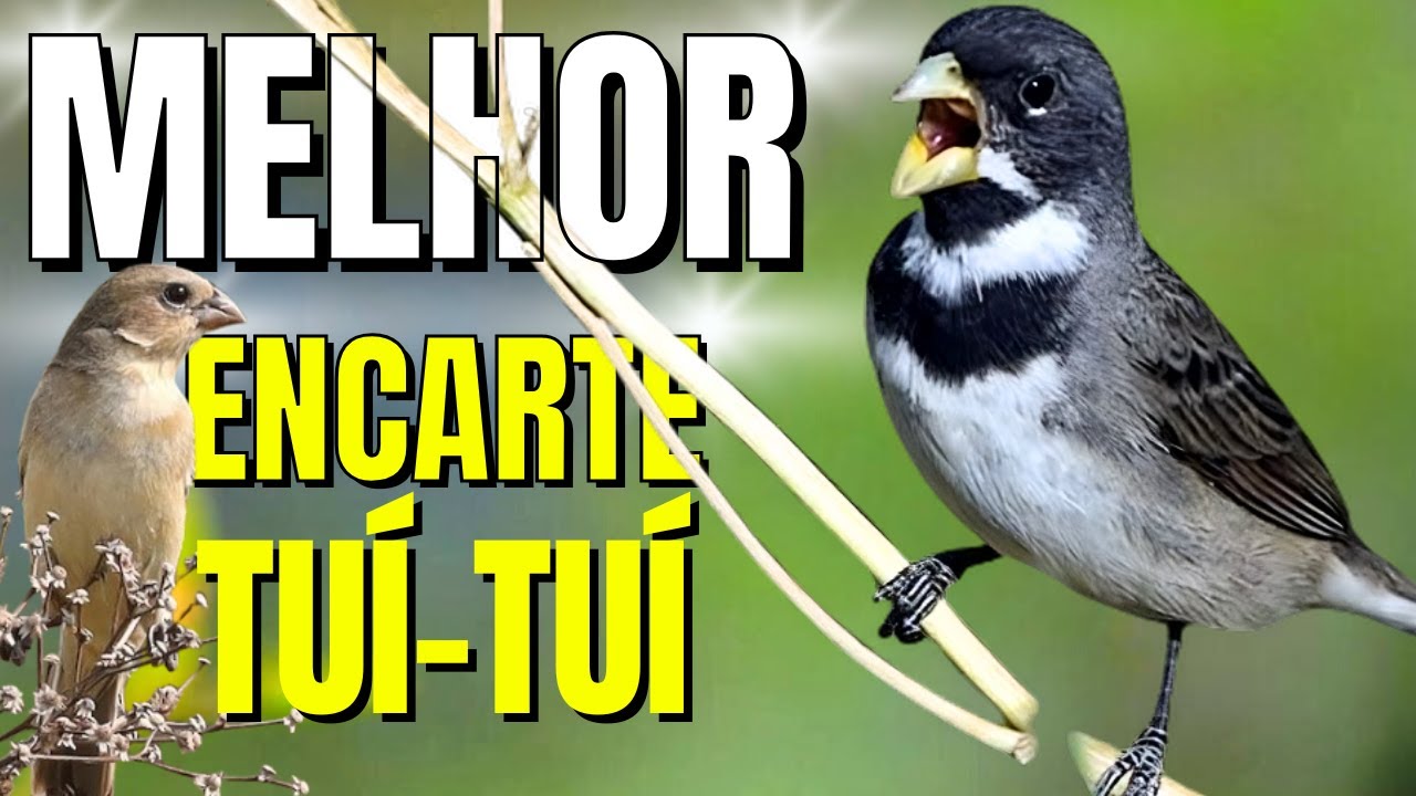 🟢 MELHOR CANTO TUI TUI PARA ENCARTE DE COLEIRO🟢🟢&Aacute;UDIO COM F&Ecirc;MEA   TURBINE SEU COLEIRO 🟢