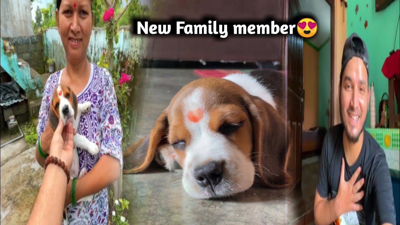 Our New Family Member🐶 | Beagle Dog | Mom's Reaction😍