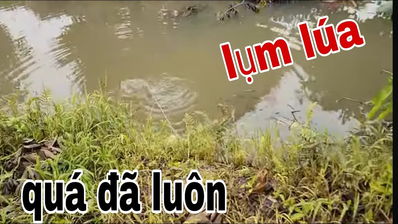 Cắm Câu Cá Lóc Kiểu Này Hỏi Sao Không Mê , Mới Cần Thứ Hai Là Dính Cá Rồi # SĂN BẮT ĐỒNG THÁP #