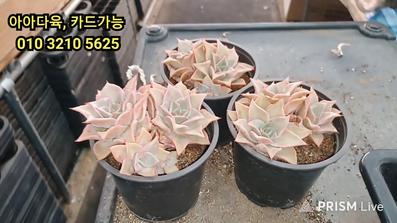 3 월9일   2부   굿모닝 ~~~~~