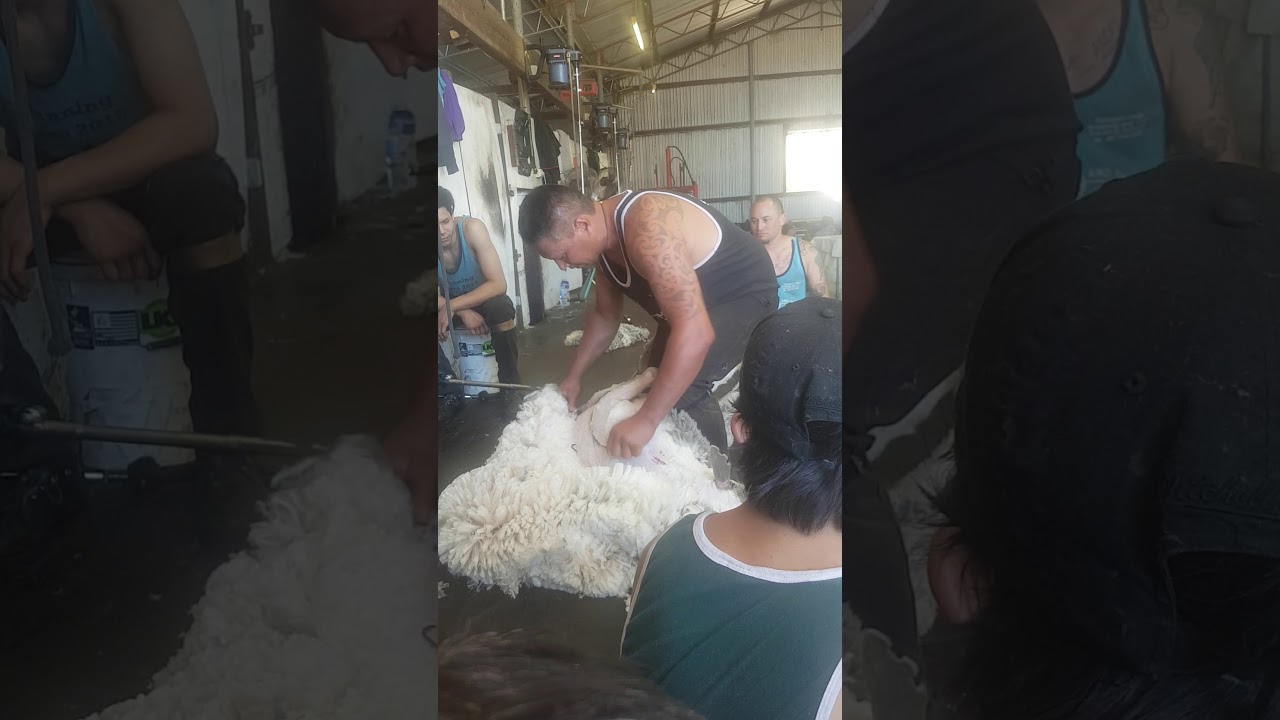 Cartwright Terry....Shearing Demo